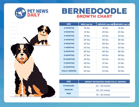 standard bernedoodle growth chart|Bernedoodle Growth Chart: How Big Will。